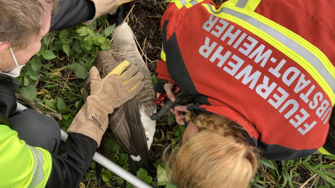 Erfolgreiche Tierrettung an einem Naturweiher in Ubstadt