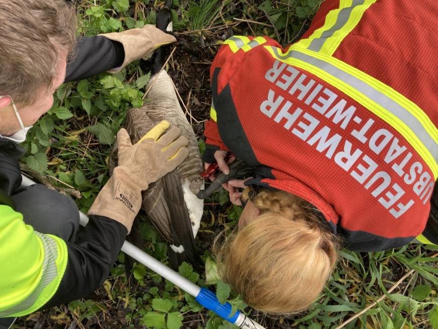 Erfolgreiche Tierrettung an einem Naturweiher in Ubstadt