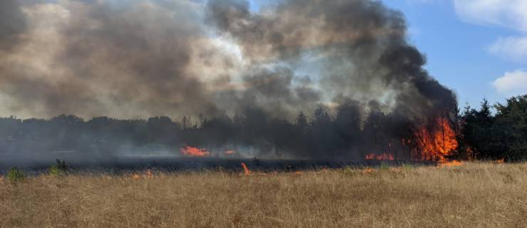 Weiterer Flächenbrand fordert die Feuerwehren der Unteren Hardt